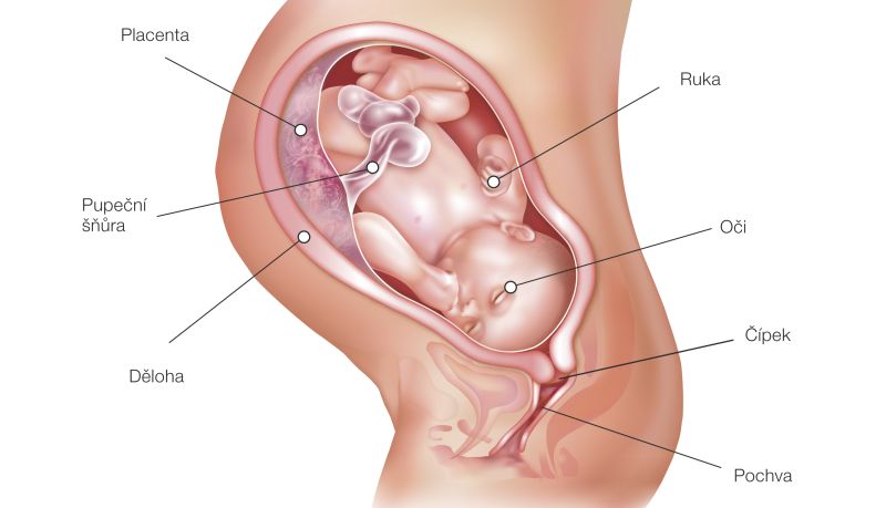 Fotografie (38. týždeň tehotenstva: Vývoj plodu a tehotenské zmeny)